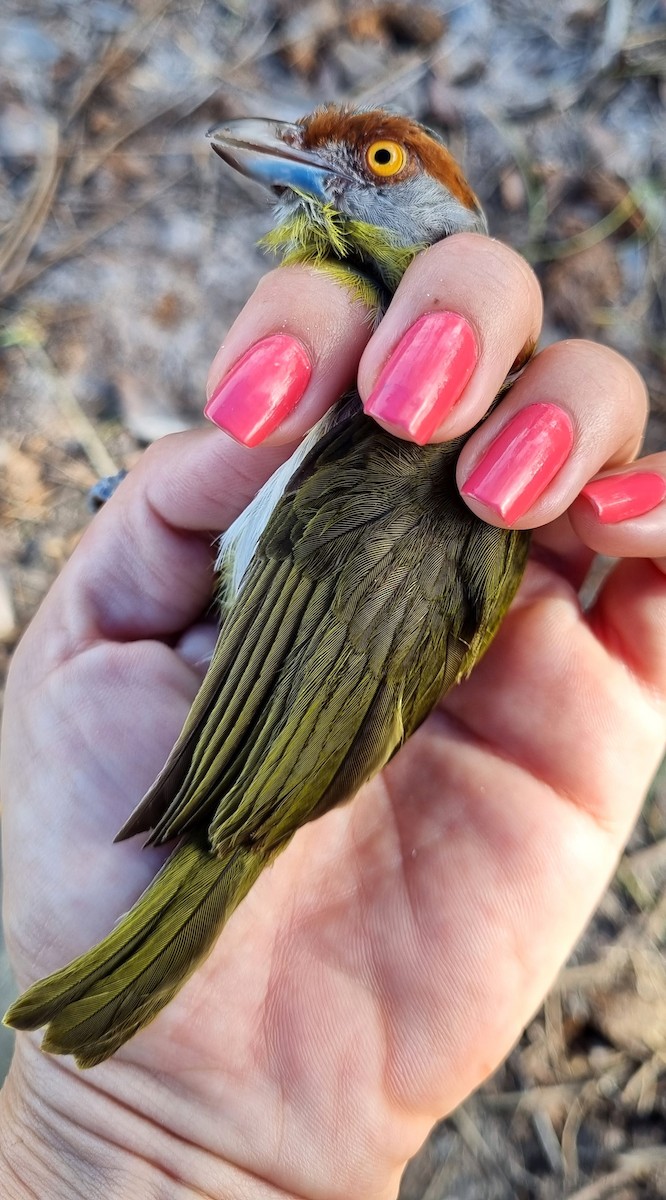 Rufous-browed Peppershrike - ML620613957