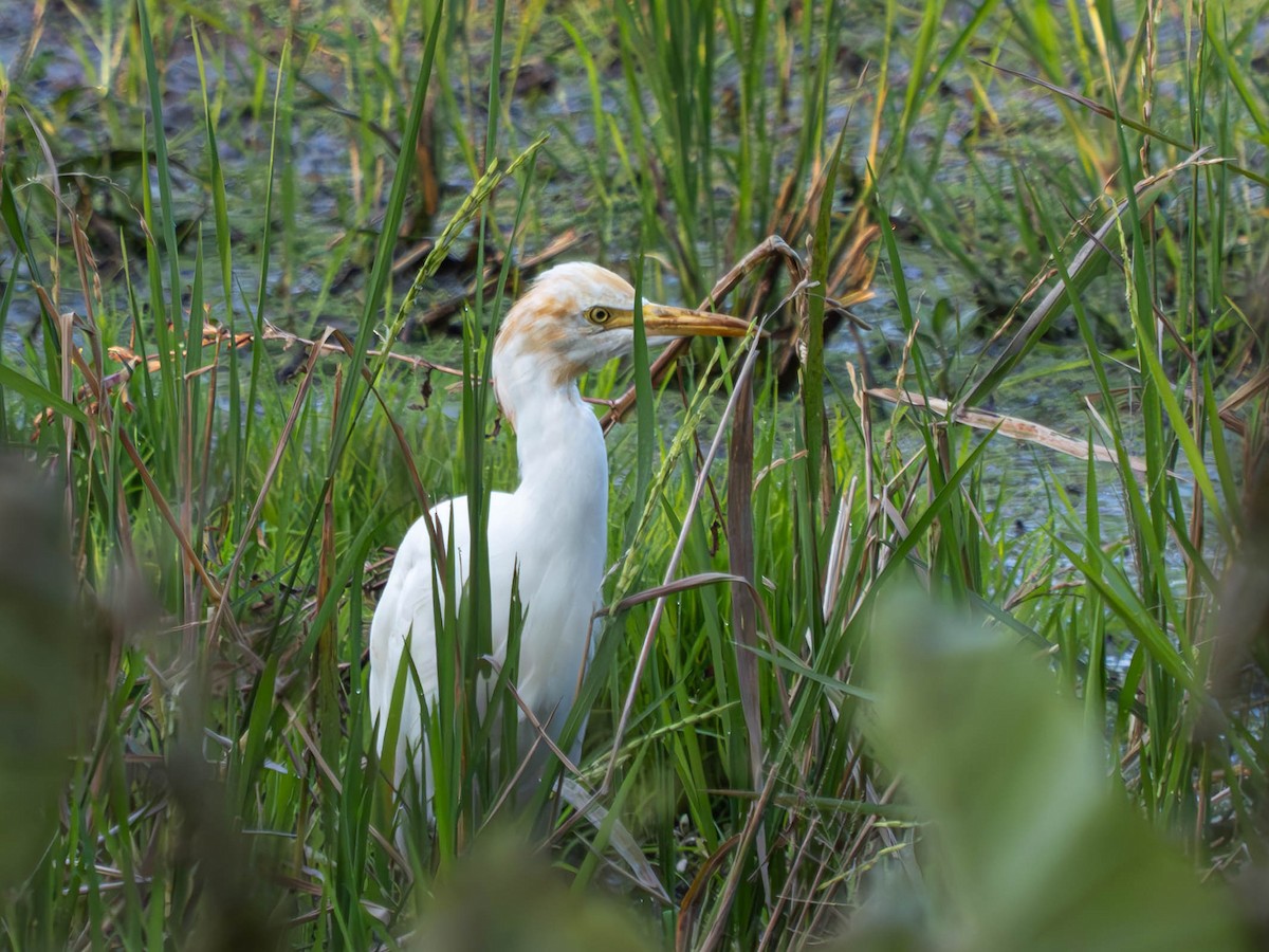 Eastern Cattle Egret - ML620613958