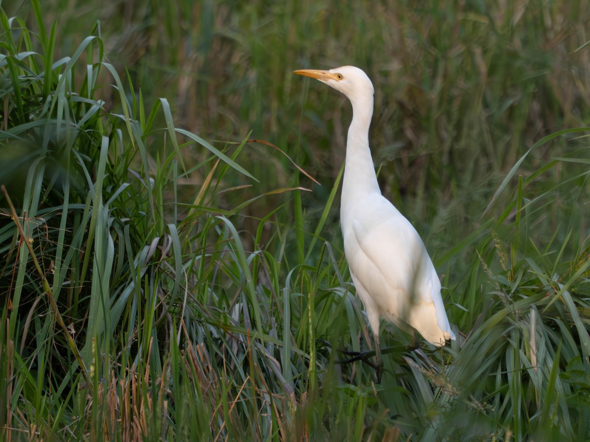 Eastern Cattle Egret - ML620613959