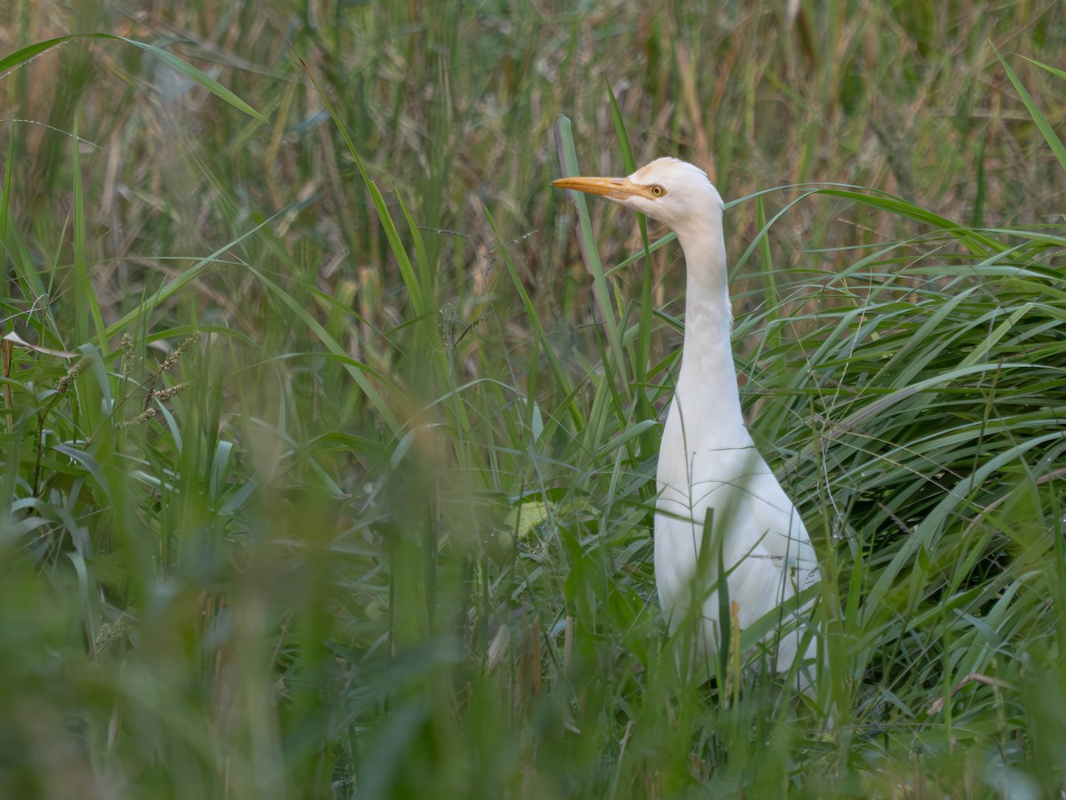 Eastern Cattle Egret - ML620613961