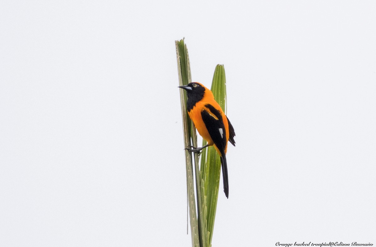 Oriole à dos orange - ML620613963