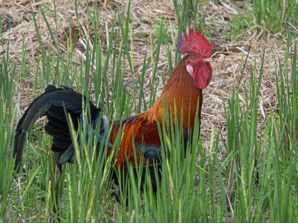 Red Junglefowl (Domestic type) - ML620613966