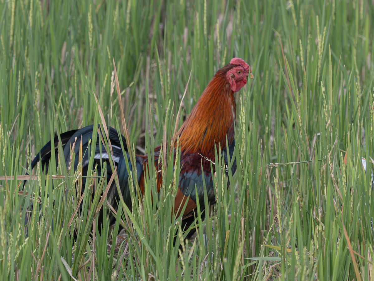 Red Junglefowl (Domestic type) - ML620613967