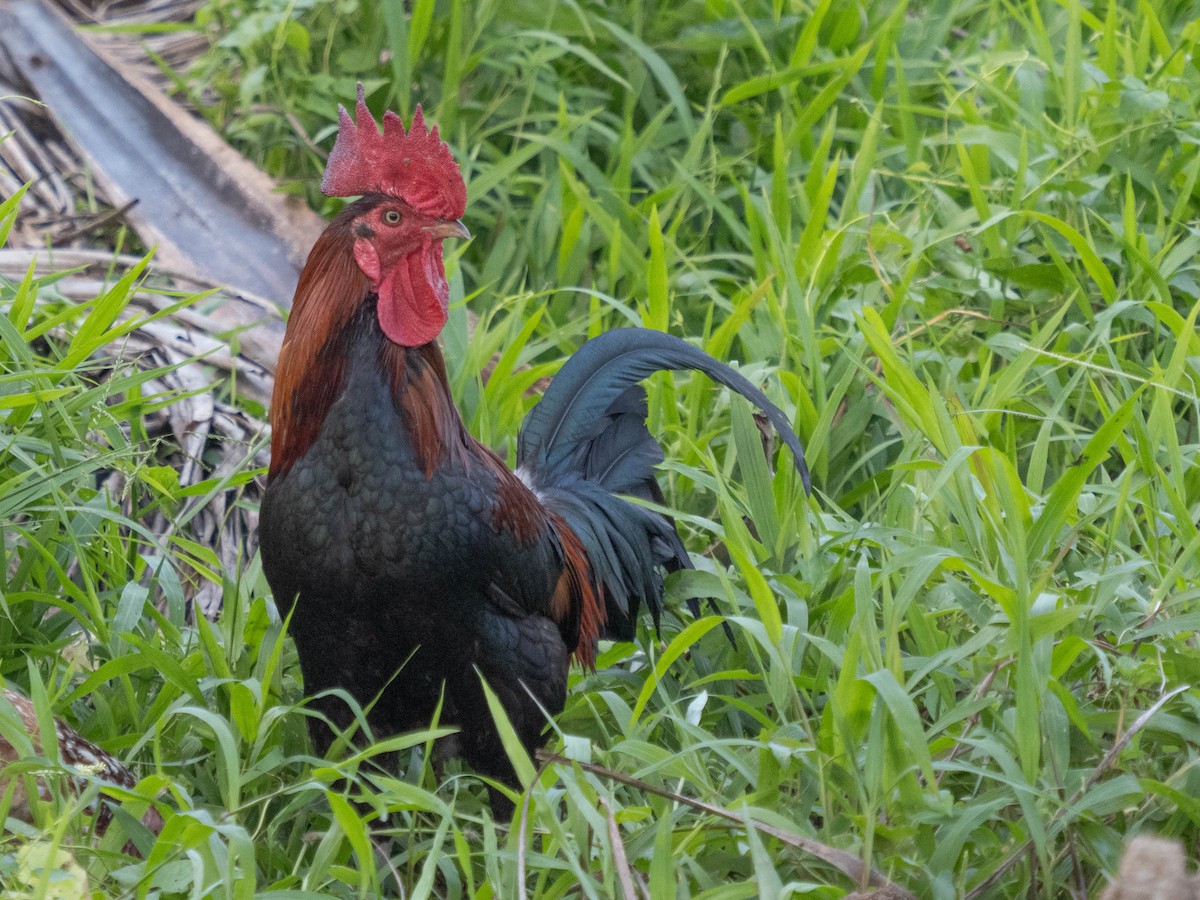 Red Junglefowl (Domestic type) - ML620613968