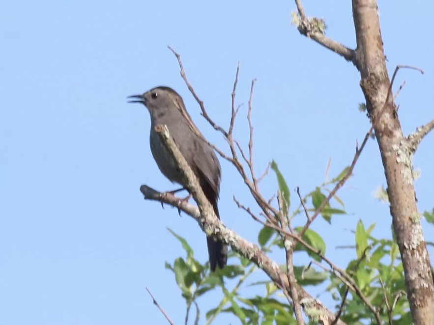 Pájaro Gato Gris - ML620613969