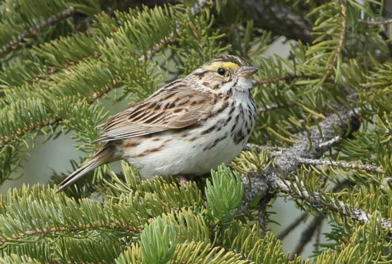 Savannah Sparrow - Scott Jubinville