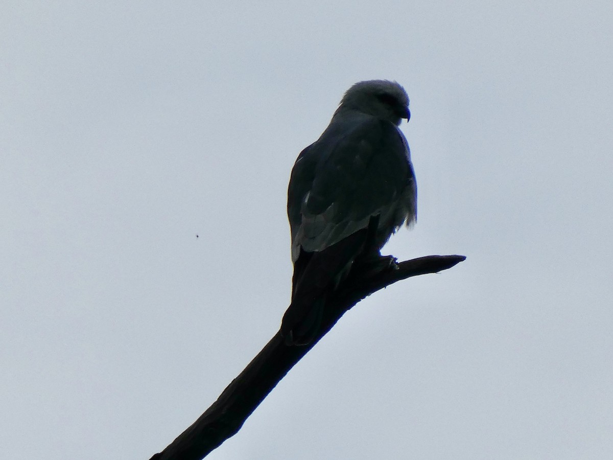 Mississippi Kite - ML620613976