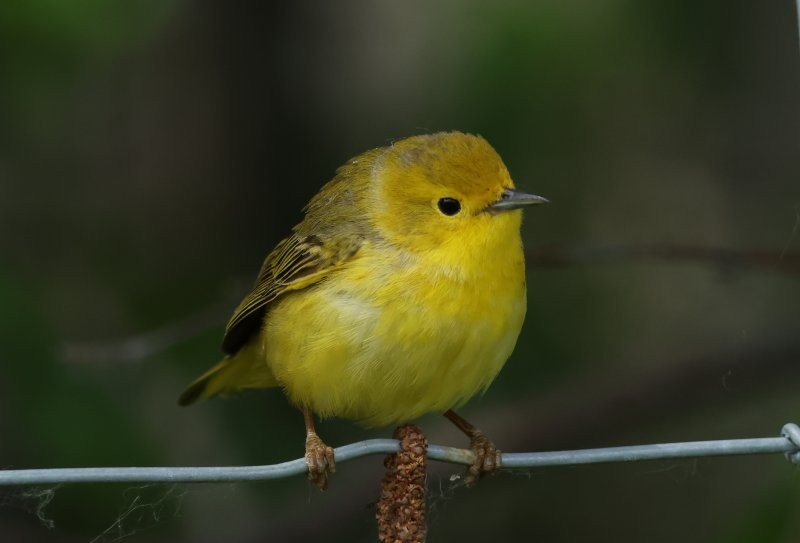 Yellow Warbler - ML620613979