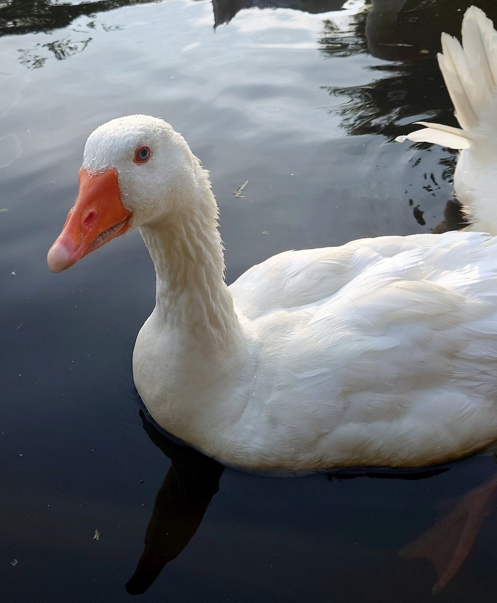 Graylag Goose (Domestic type) - ML620613982