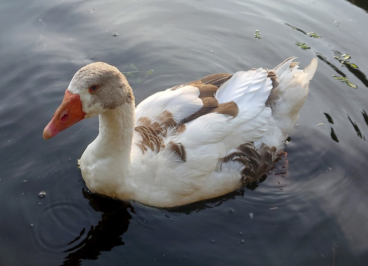 Graylag Goose (Domestic type) - ML620613983