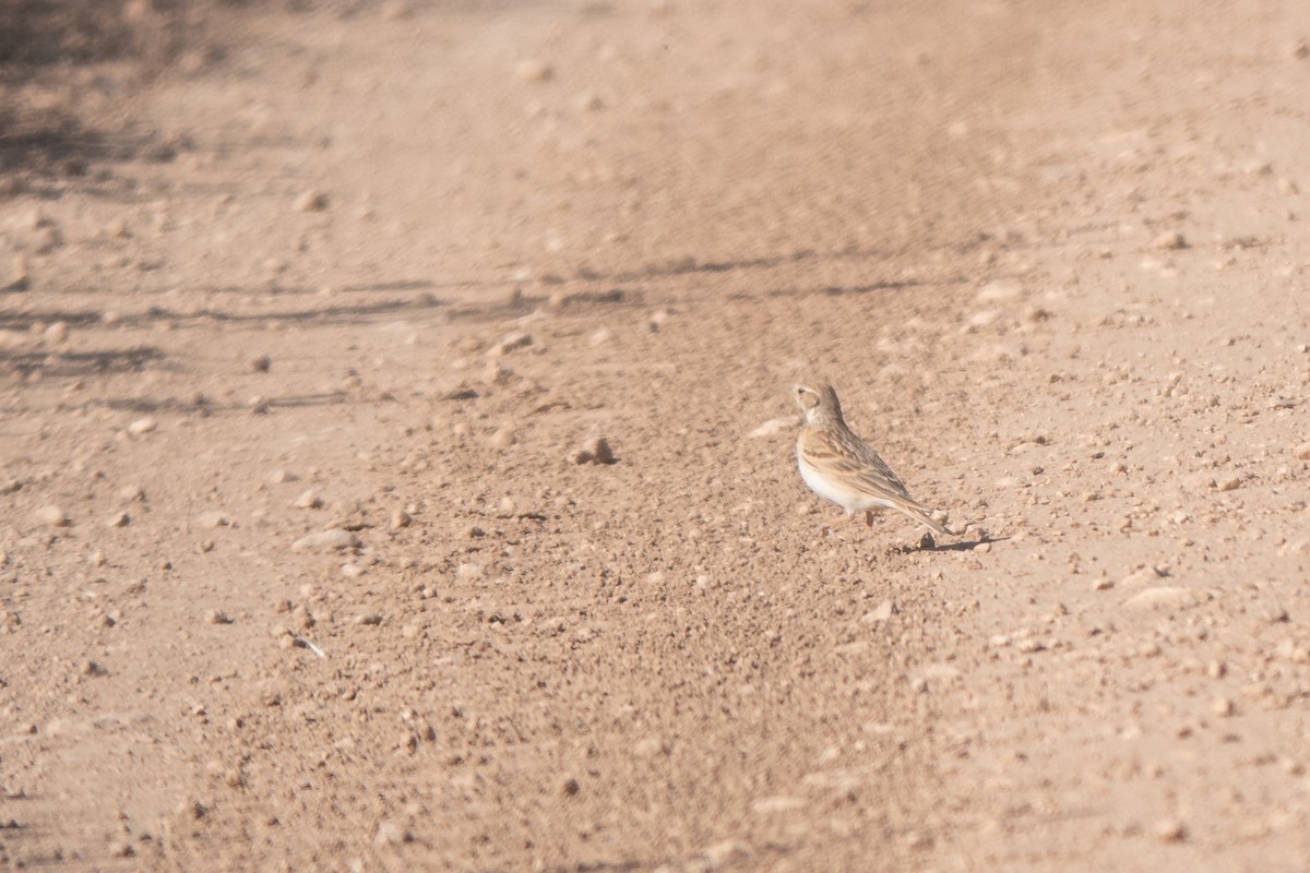 Greater Short-toed Lark - Vicente Pantoja Maggi