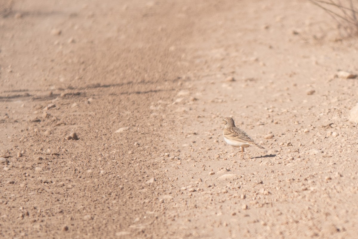 Greater Short-toed Lark - ML620613985