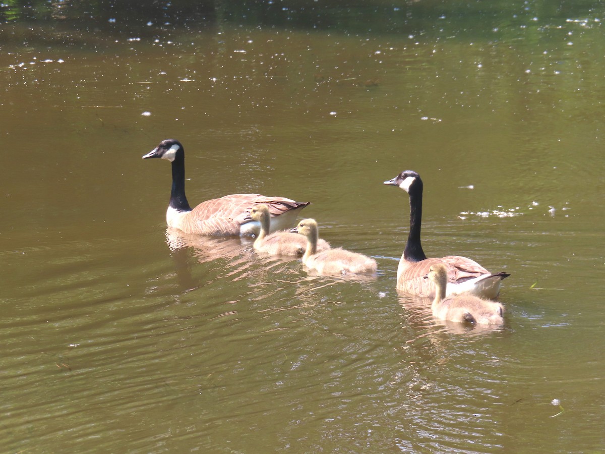 Canada Goose - ML620613987