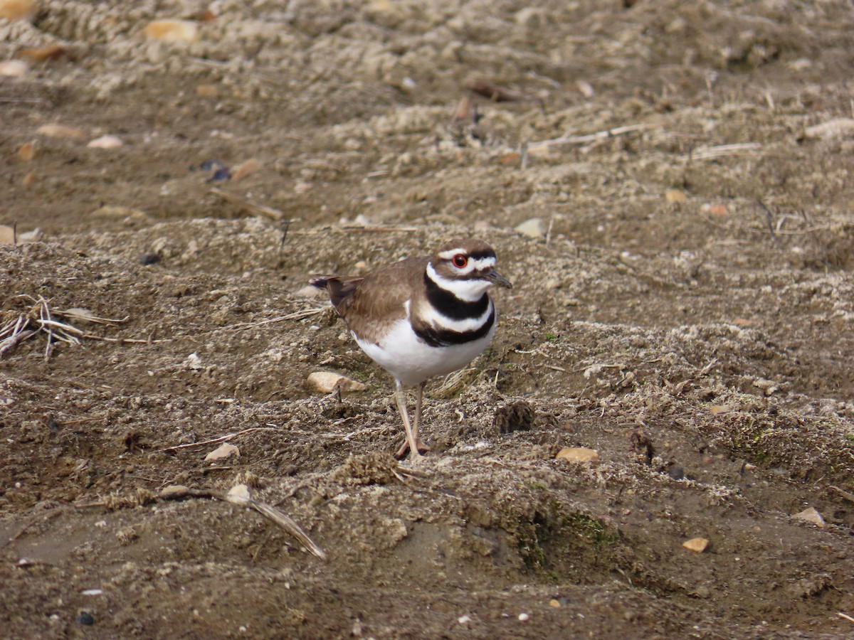 Killdeer - John Greaves