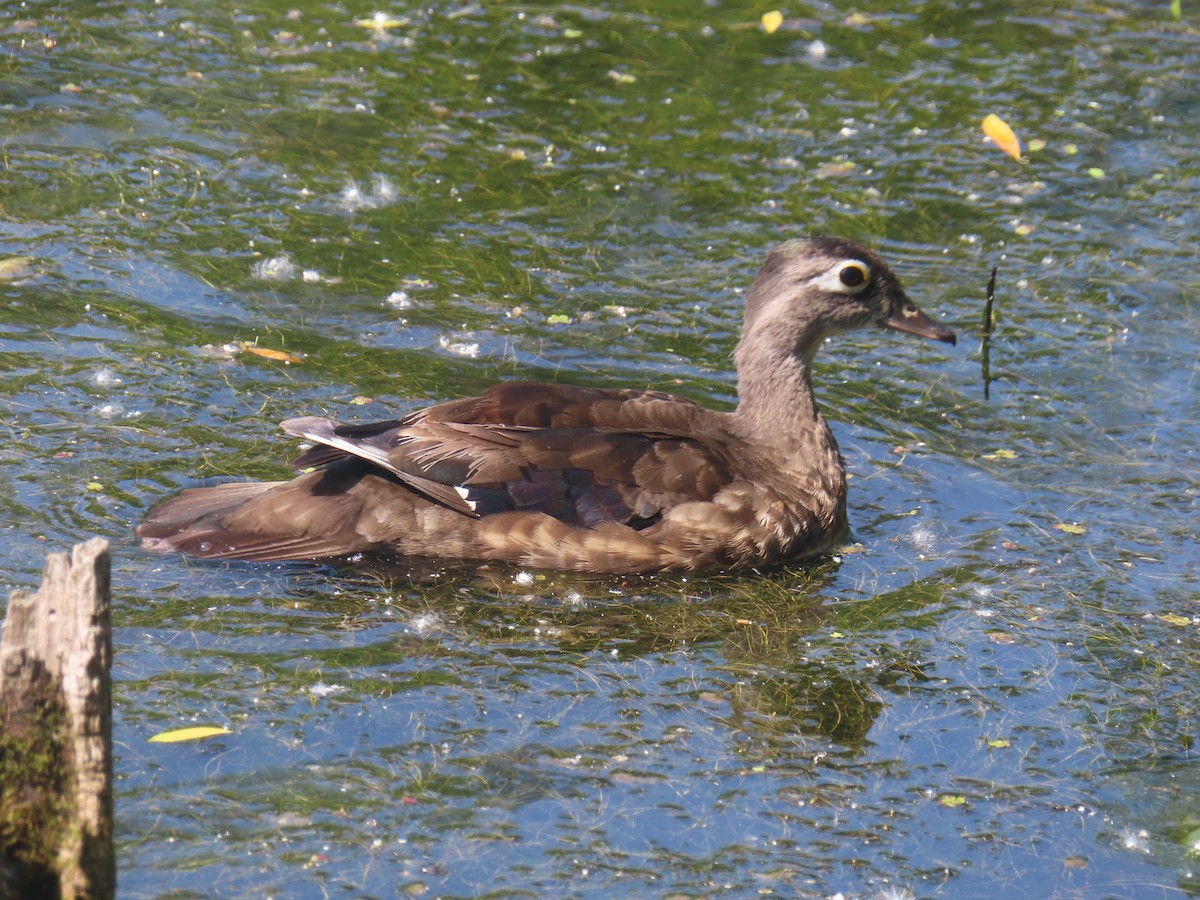 Wood Duck - ML620613991