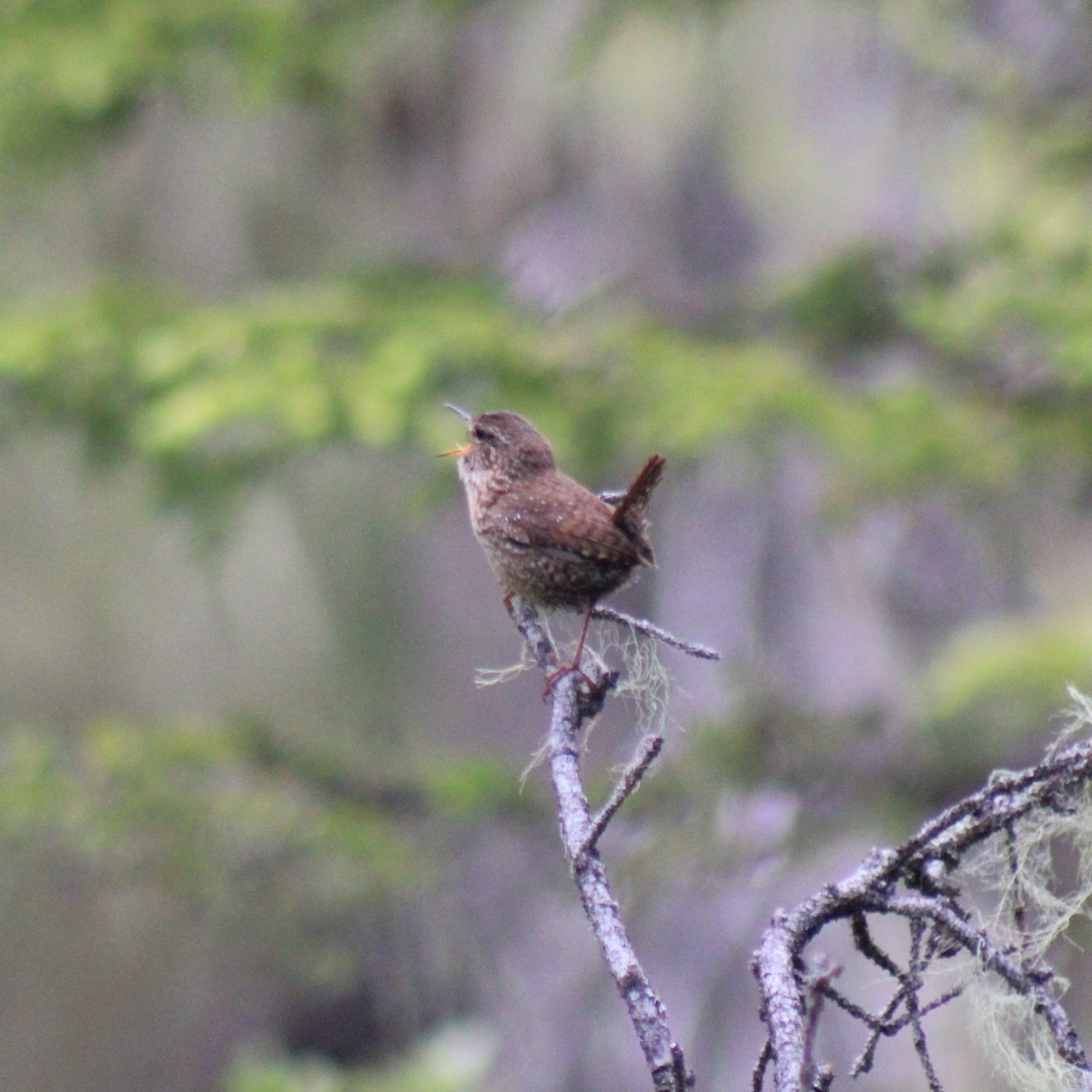 Pacific Wren (pacificus Group) - ML620613993