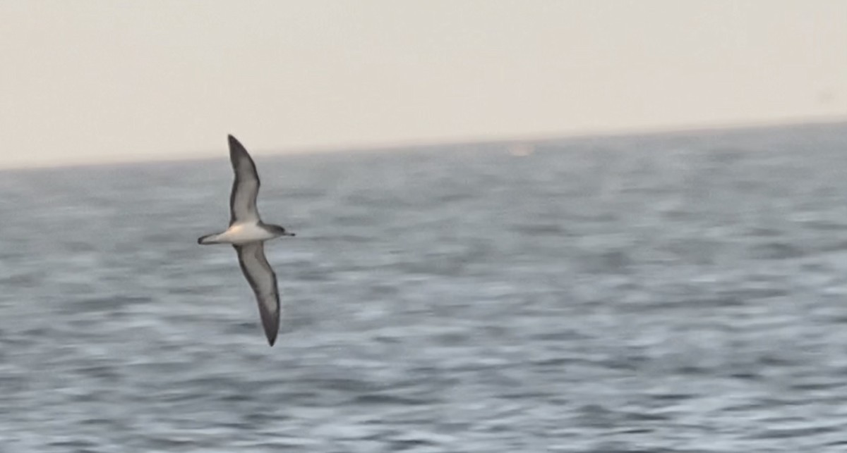 Pardela Cenicienta (mediterránea) - ML620613994