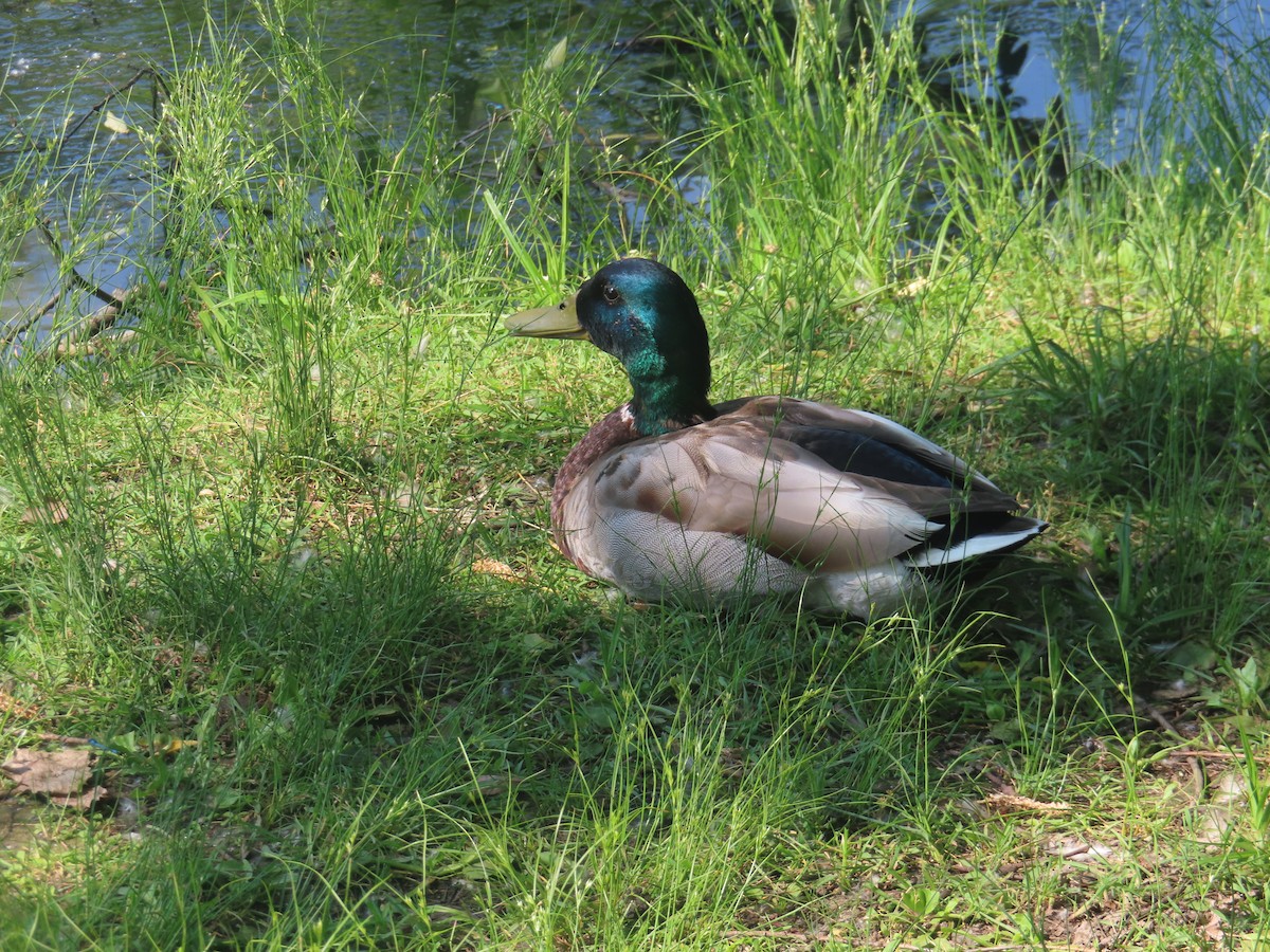 Canard colvert - ML620613995