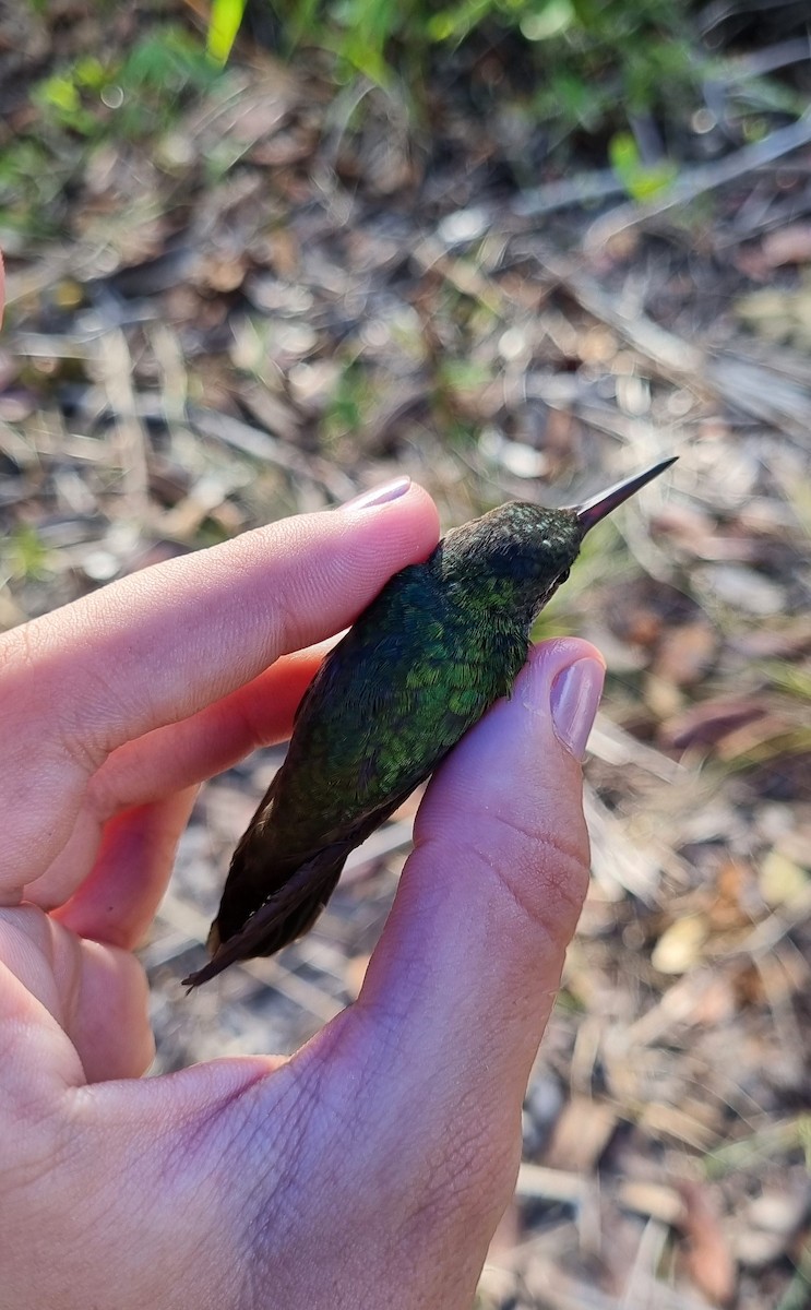 Glittering-throated Emerald - ML620613998