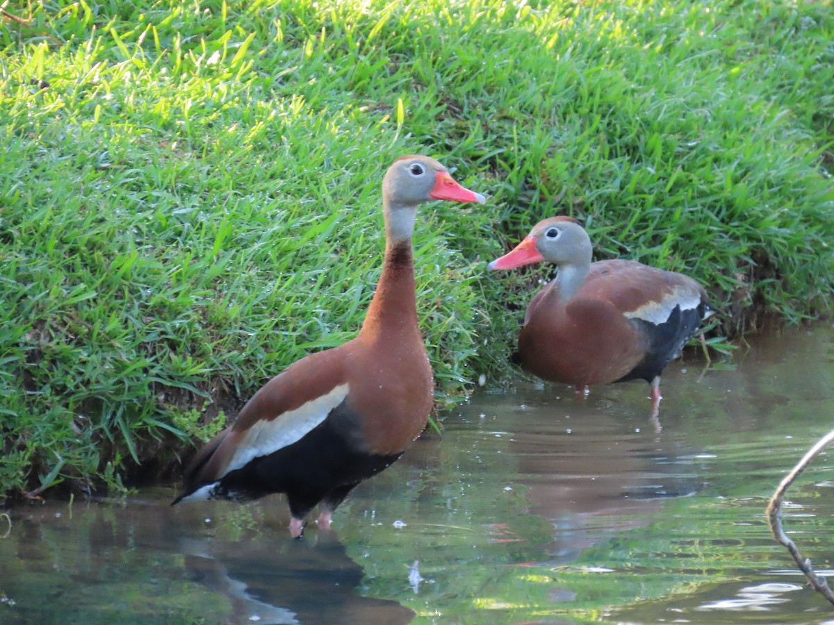 Black-bellied Whistling-Duck - ML620614003