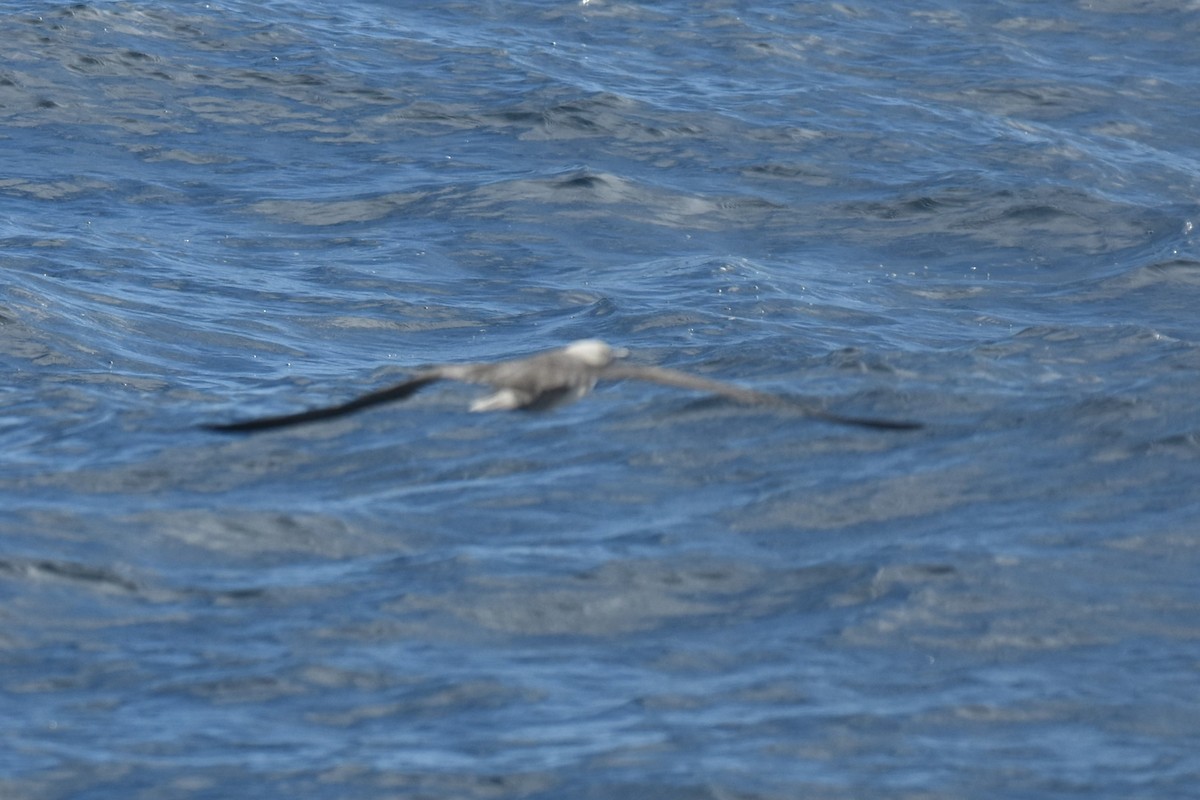 Red-footed Booby - ML620614004