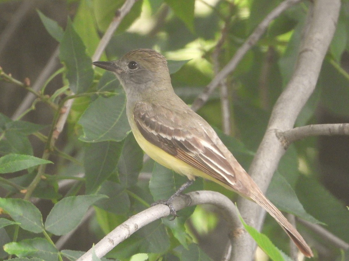 Great Crested Flycatcher - ML620614005