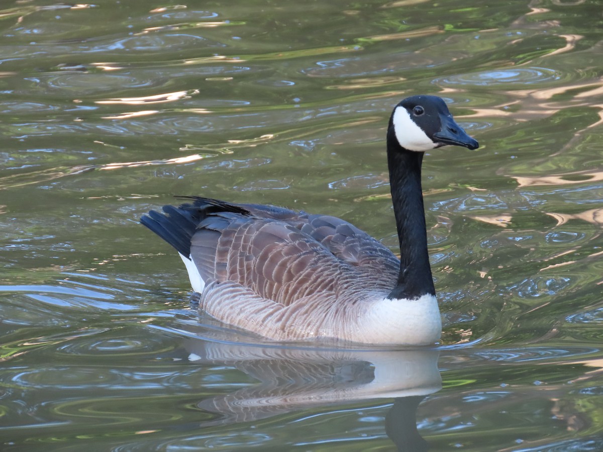 Canada Goose - ML620614007