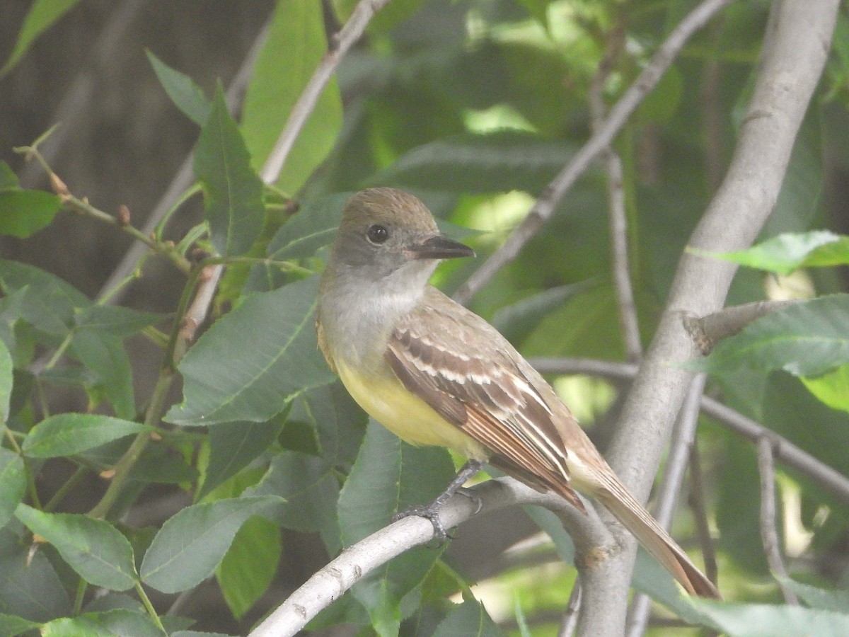 Great Crested Flycatcher - ML620614008