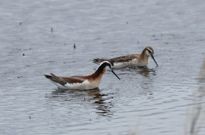 hvithalesvømmesnipe - ML620614009