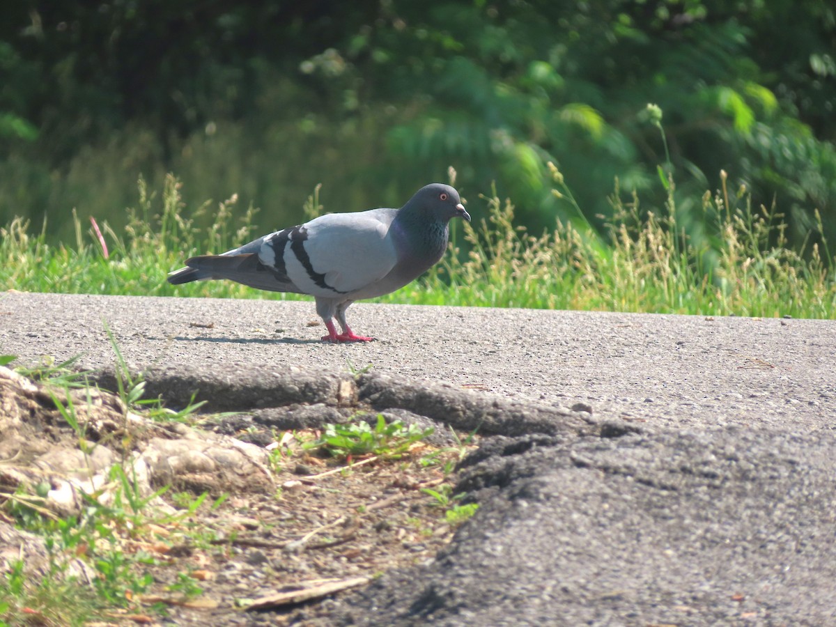 Pigeon biset (forme domestique) - ML620614010