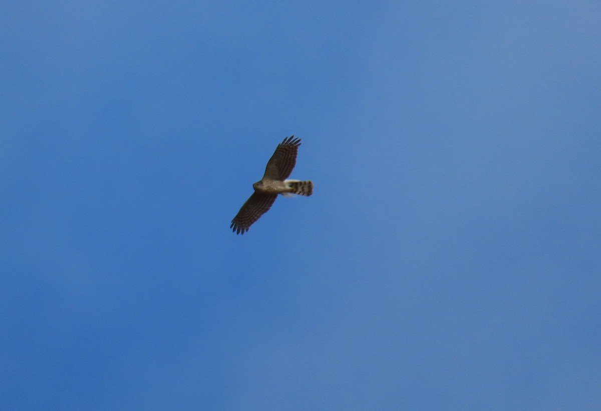 Sharp-shinned Hawk - ML620614011