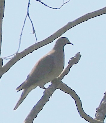 Band-tailed Pigeon - ML620614022