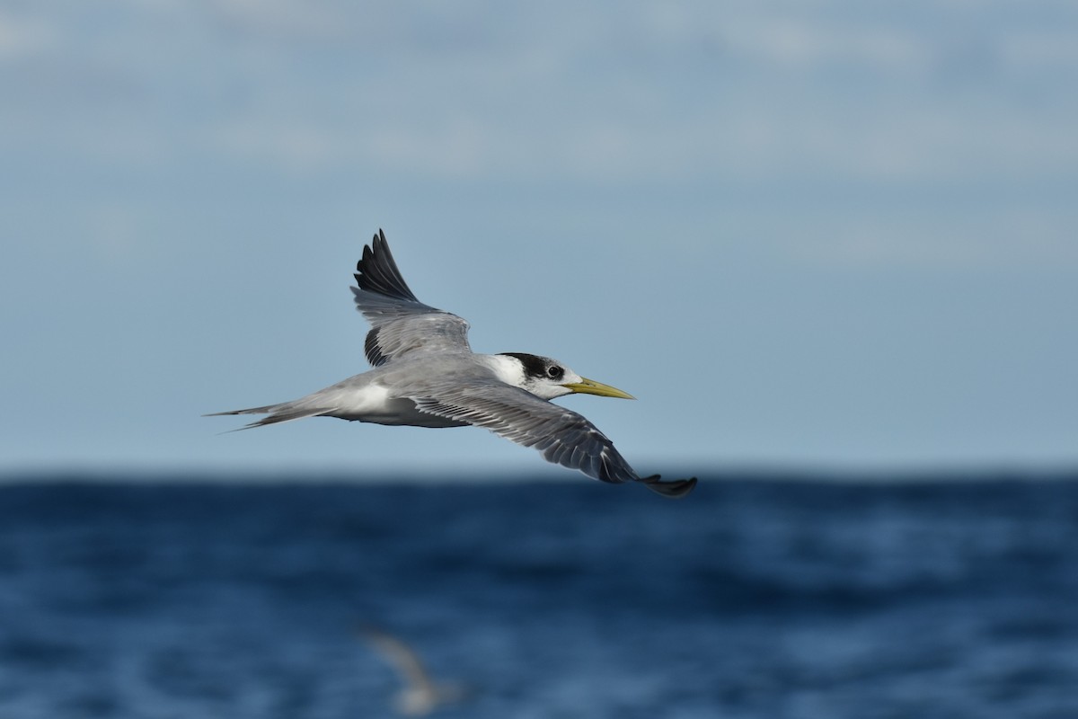 Great Crested Tern - ML620614023
