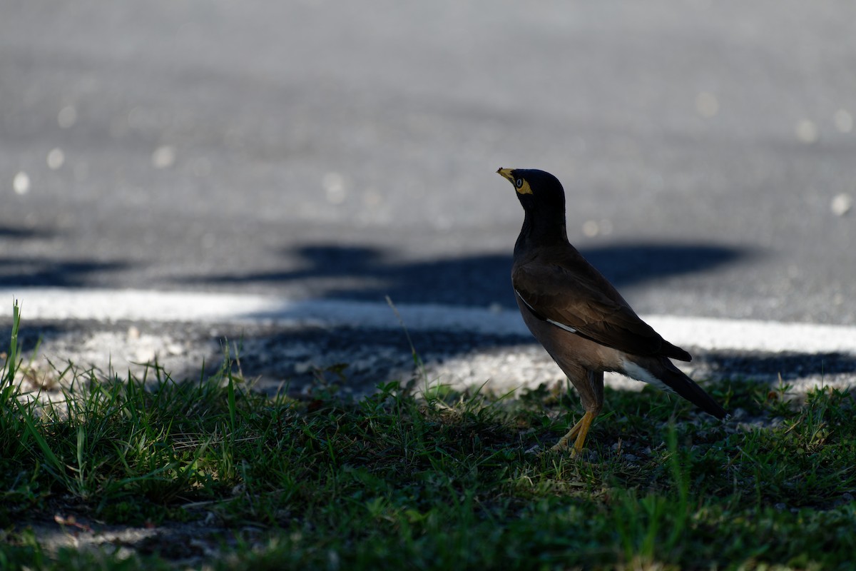 Common Myna - ML620614024