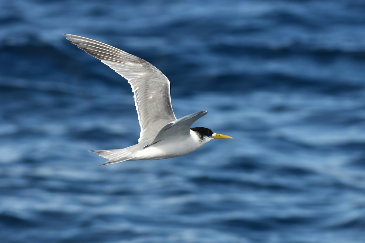 Great Crested Tern - ML620614025