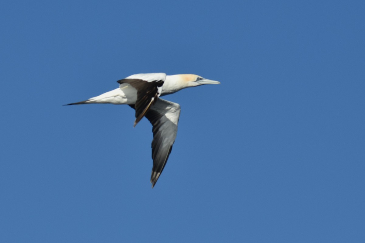 Australasian Gannet - ML620614033