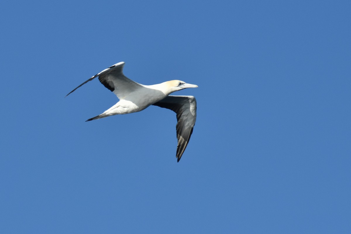 Australasian Gannet - ML620614034