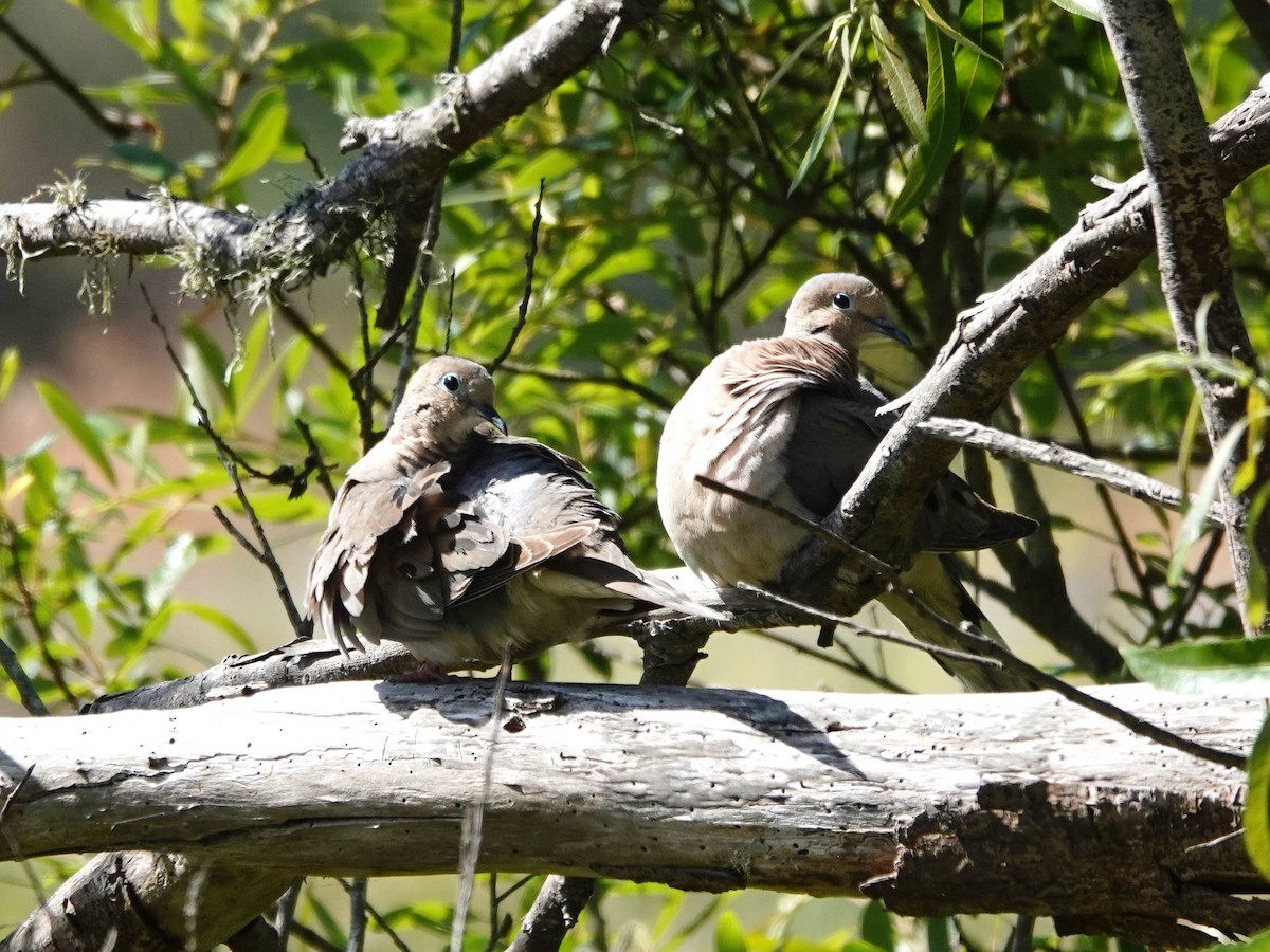 Mourning Dove - ML620614035