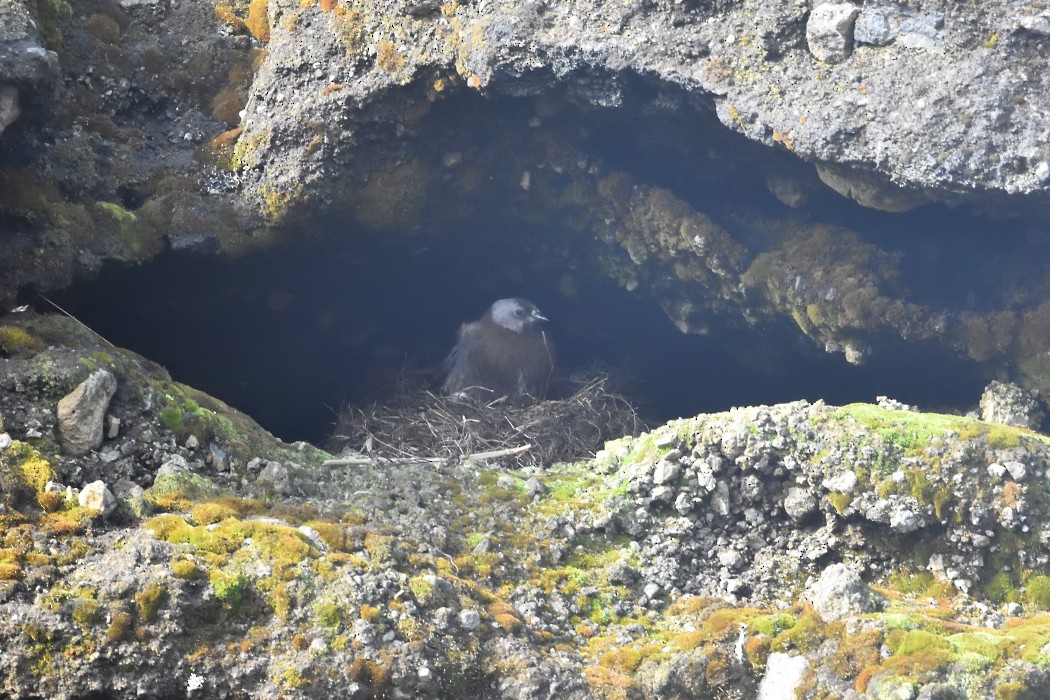 Gray-crowned Rosy-Finch (Pribilof Is.) - ML620614036