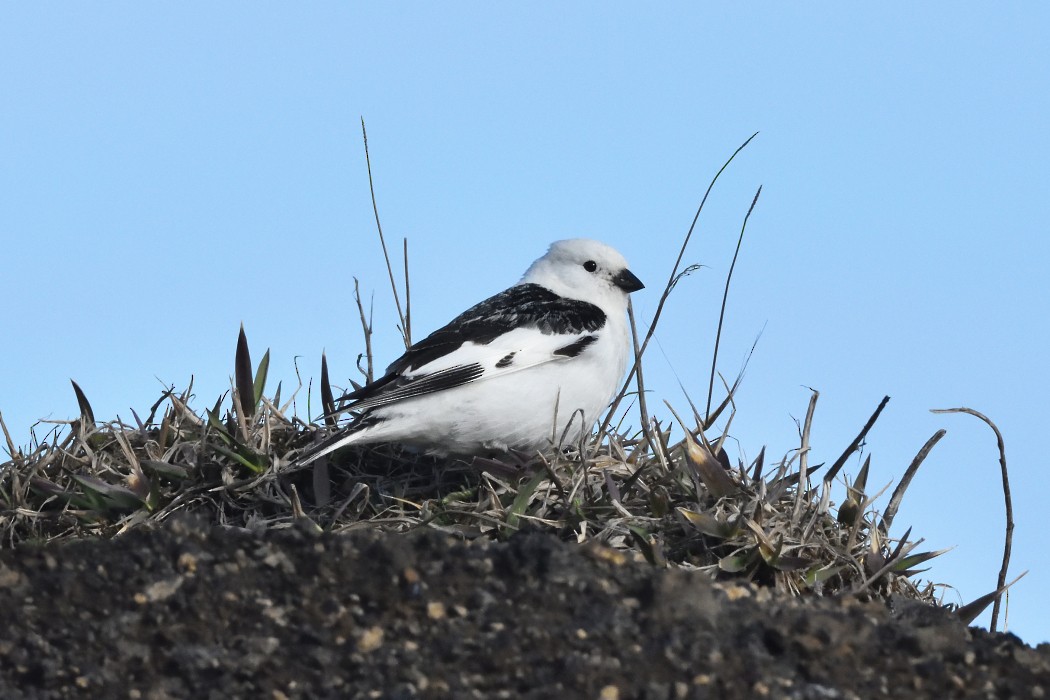 Snow Bunting - ML620614045