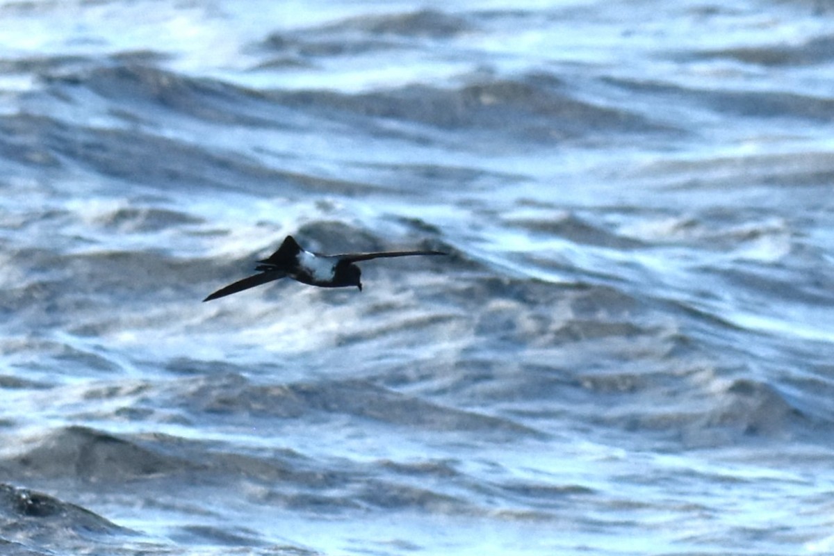 Black-bellied Storm-Petrel - ML620614047