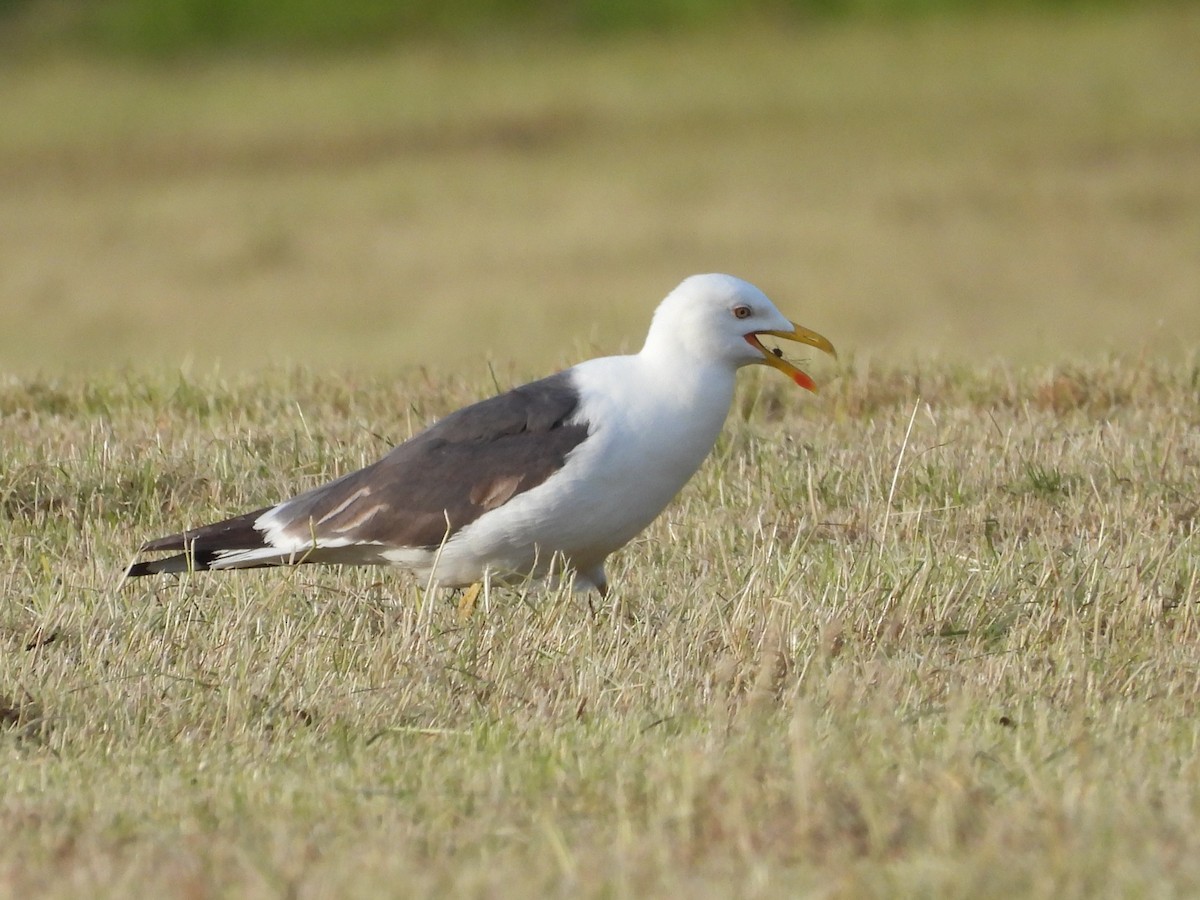 Lesser Black-backed Gull - ML620614048