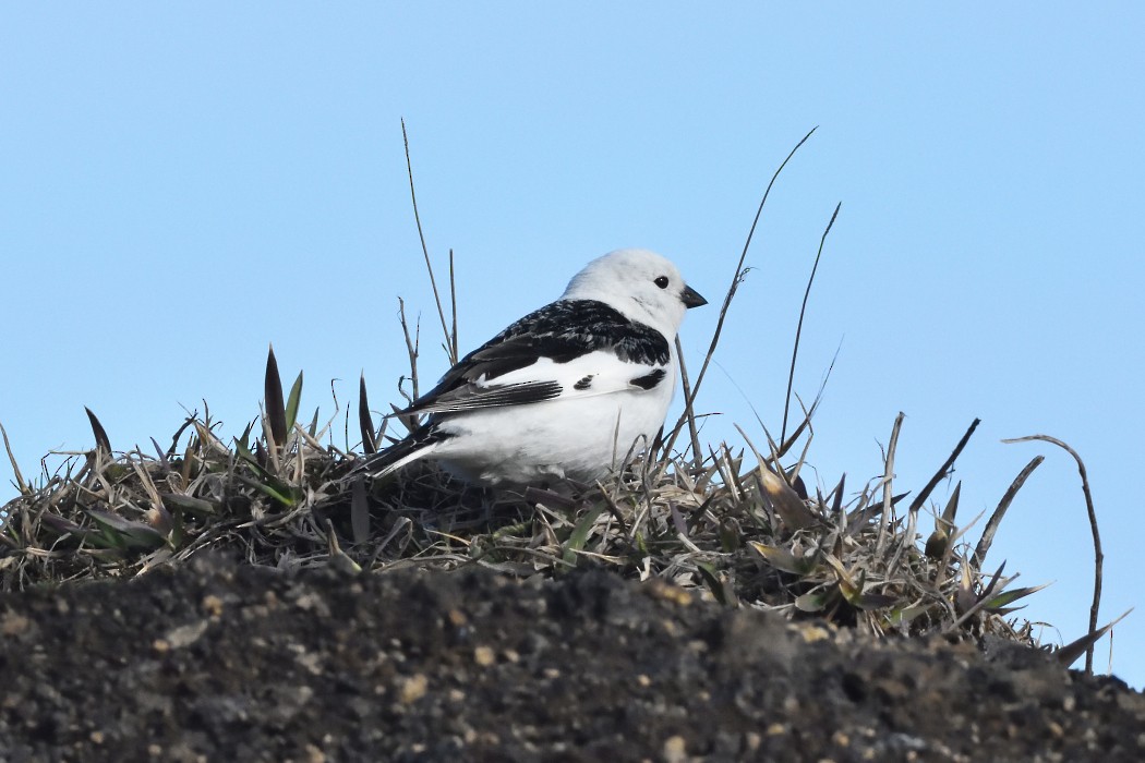 Snow Bunting - ML620614049