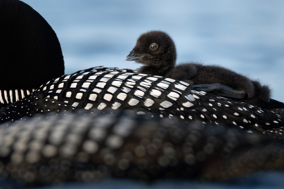 Common Loon - ML620614051