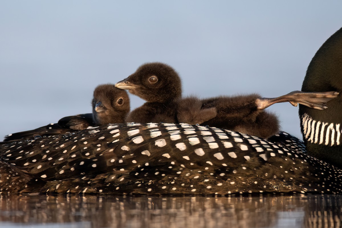 Common Loon - ML620614052