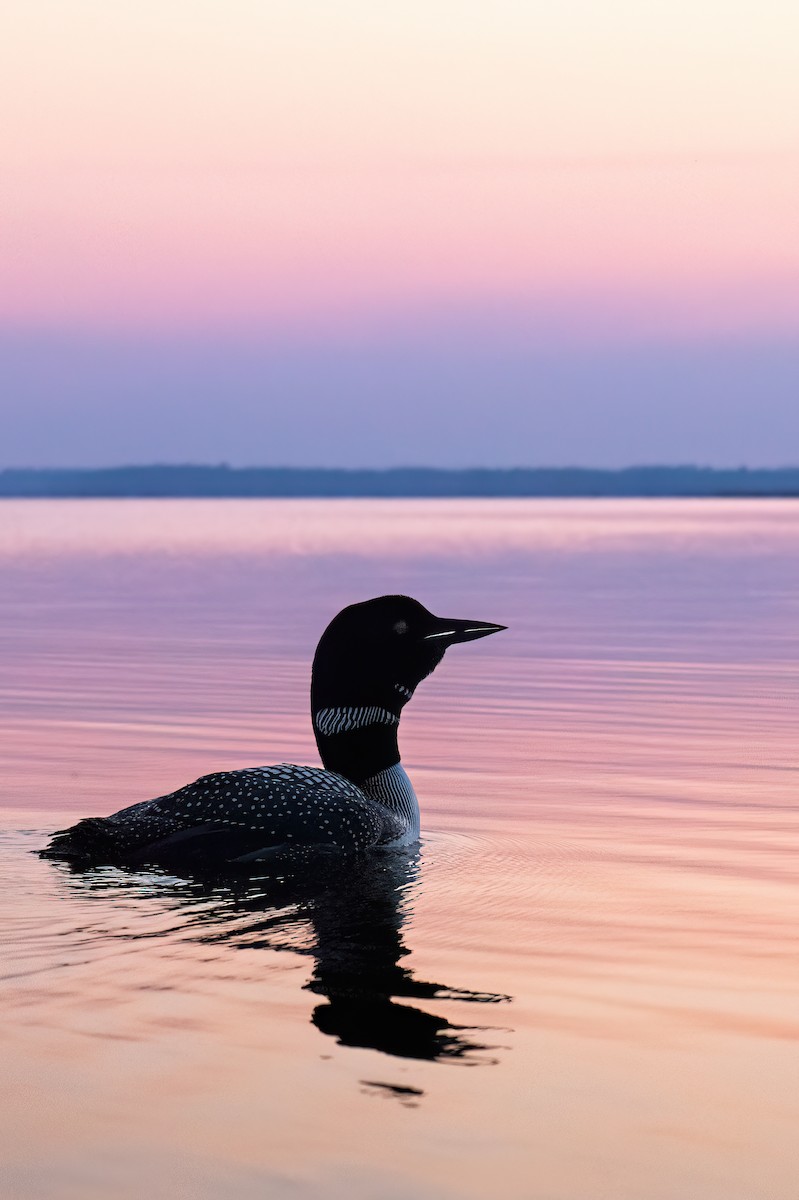 Common Loon - ML620614053