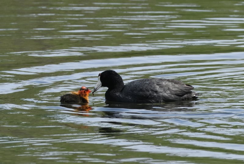 American Coot - ML620614057