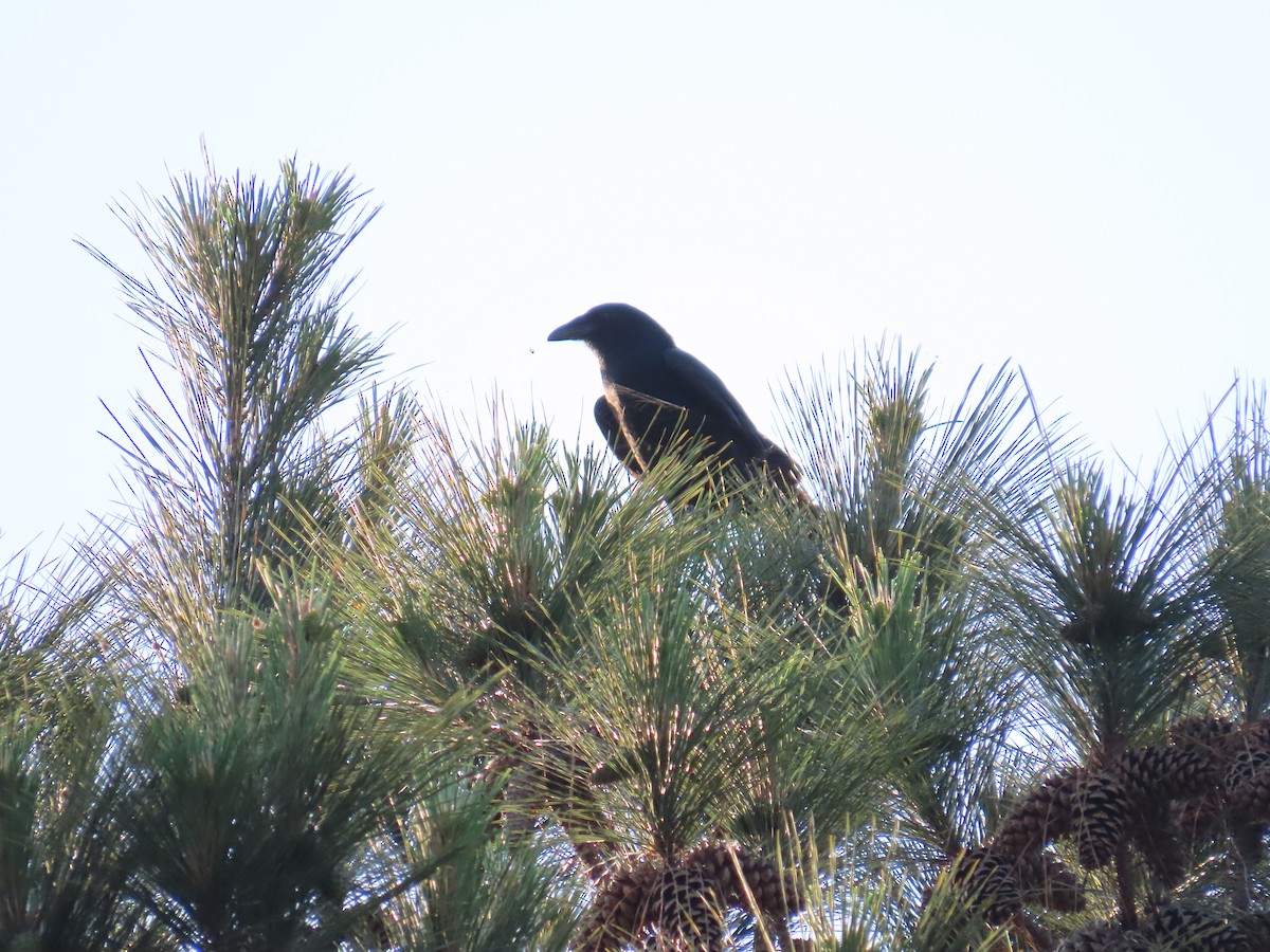 Fish Crow - ML620614058