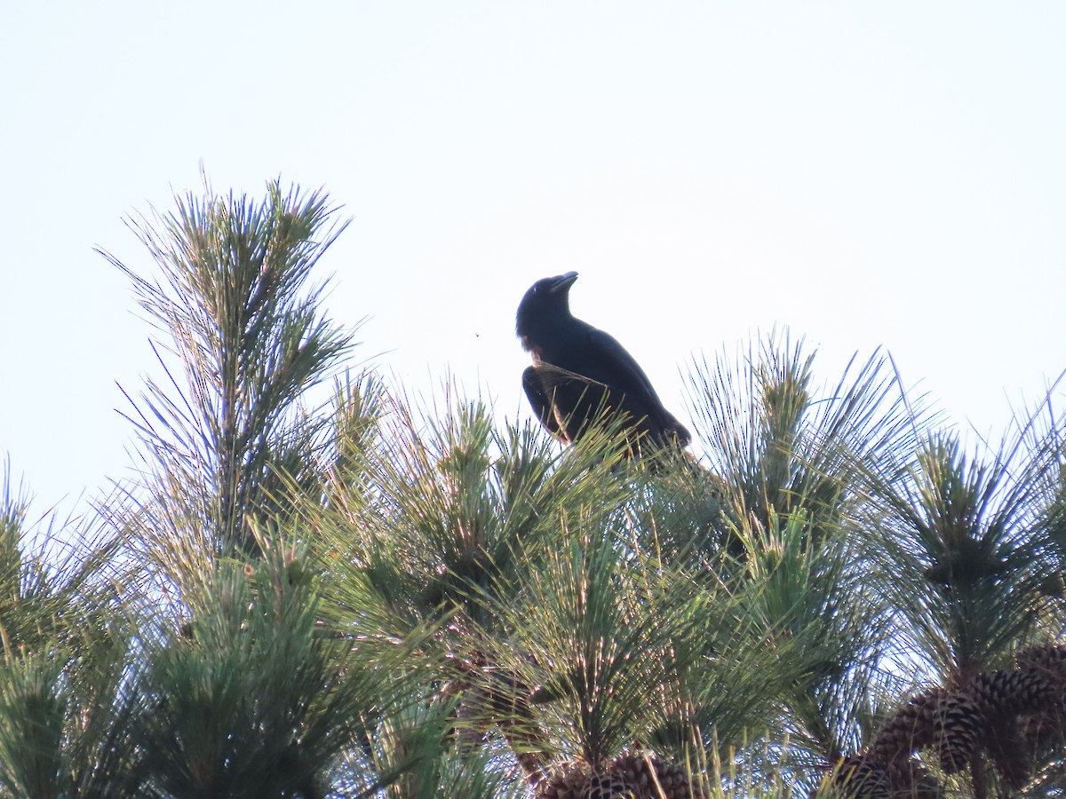 Fish Crow - ML620614059