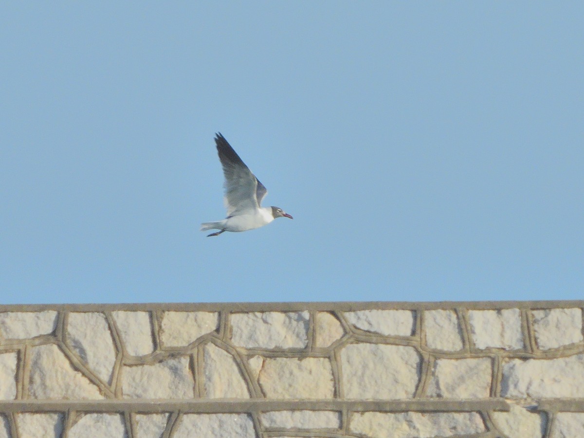 Mouette atricille - ML620614067